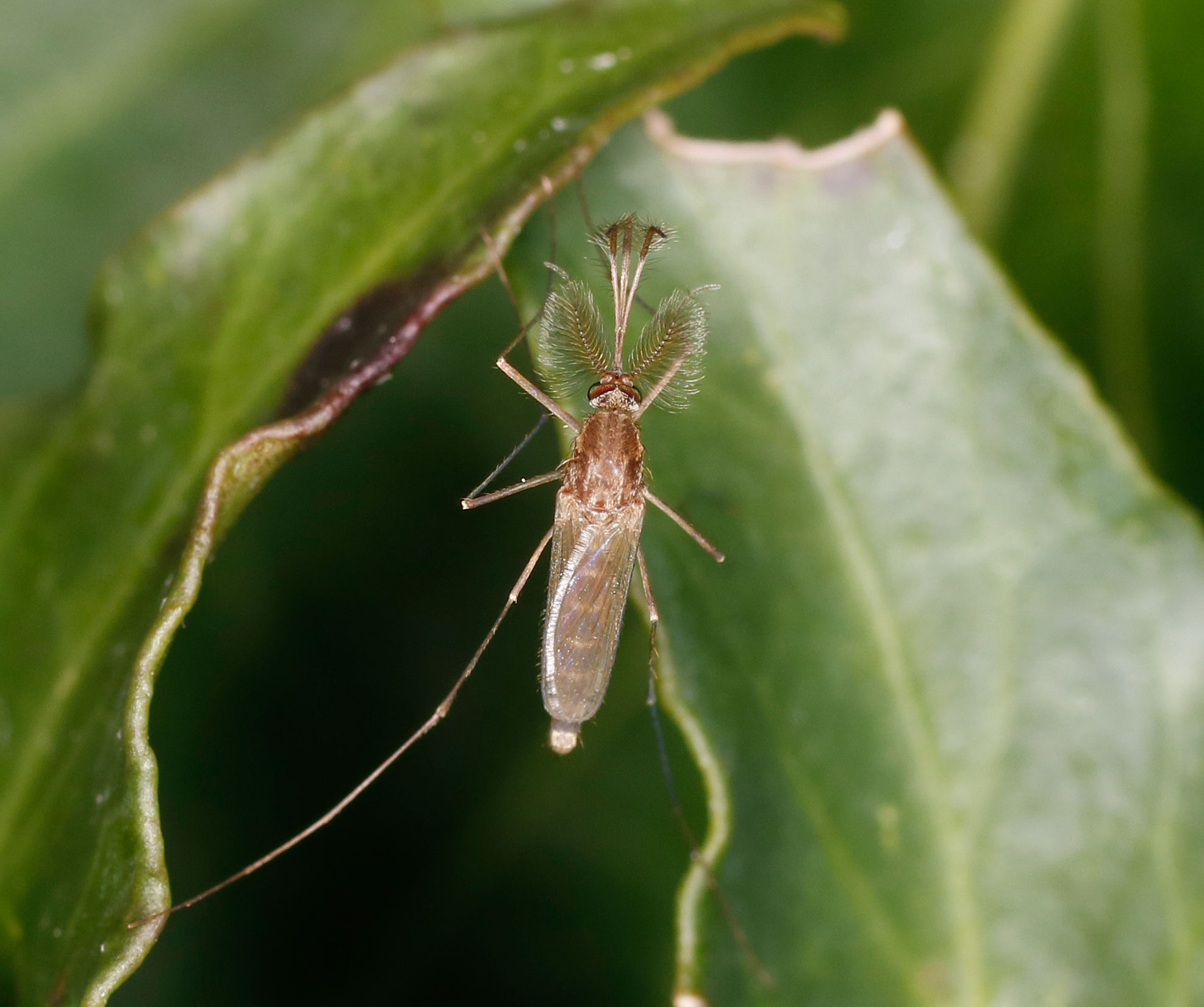 Culicidae: Culex pipiens?  Culex sp. (cfr.), maschio